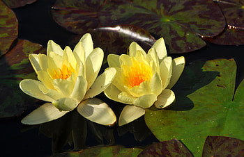 Flowers, Water, Leaves, Drops, Water Lilies, Reflection, Couple, Pair HD wallpaper