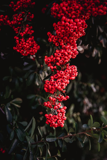 Nature, Berries, Plant, Bunches, Clusters, Rowan HD phone wallpaper