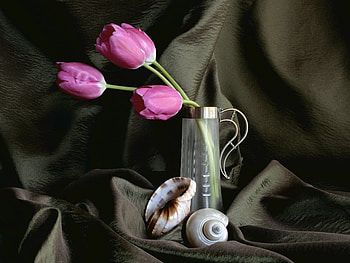 Simply Still Life, still life, mussels, pink tulips, live, black silk HD wallpaper