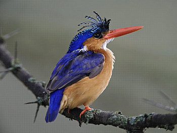 Animals, Birds HD wallpaper