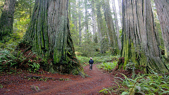 California redwood forest, beauty, , Majestic landscapes HD wallpaper