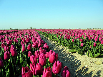 Flowers, Sky, Tulips, Road, Shadow, Plantation HD wallpaper