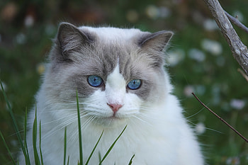 ragdoll, Animal, cat HD wallpaper