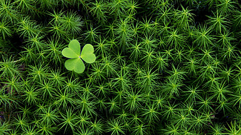 Irish Shamrock, Clover , Nature's charm, Luck of the Irish HD wallpaper