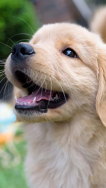 Cute Dog, Dog HD phone wallpaper