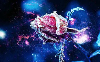 Flower, Macro, Rose Flower, Rose, Bud, Frost, Hoarfrost HD wallpaper