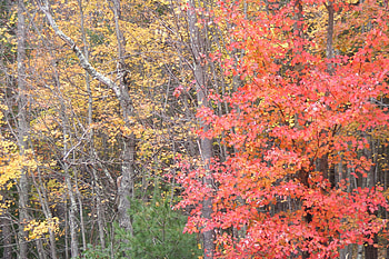 fall colors, trees, maple tree, leaves HD wallpaper