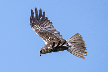 Animal, bird HD wallpaper