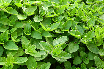 Marjoram oil, Seasonegypt, Marjoram HD wallpaper