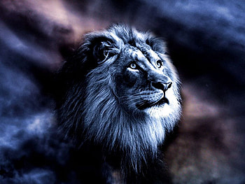 Lioning in the Sky, animals, other, cats, clouds, sky, nature, lions HD wallpaper
