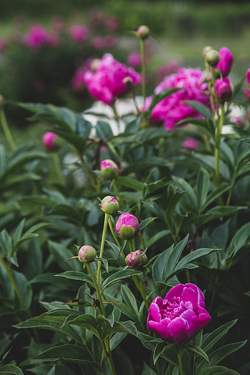 Flowers, Pink, Flower, Plant, Buds, Pion, Peony HD phone wallpaper