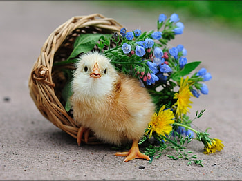 Animals, Birds HD wallpaper
