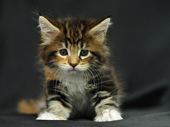Sad Kitten, cats, kitten, sad, cat HD wallpaper