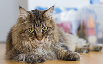 Animals, Cat, Fluffy, To Lie Down, Lie, Thick, Fat HD wallpaper