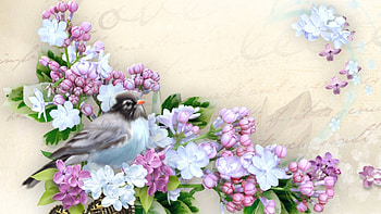 Love of Lilacs, frangipani, bird, lilacs, soft, paper, Firefox Persona theme, springt, fragrant, vintage HD wallpaper