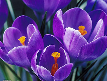 Plants, Flowers HD wallpaper