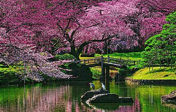 Bridge Under The Blossom Tree, meadows, birds, garden, beautiful, lagoon, spring, park, pink, green, trees, flowers, water, blossom HD wallpaper