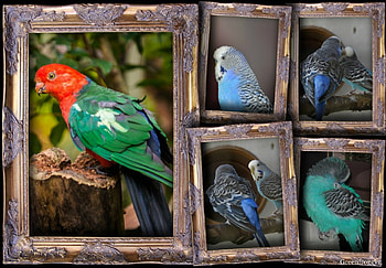 BUDGIES AND PARROT, BIRDS, PARROT, BUDGIES HD wallpaper