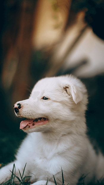 Cute puppy, , Adorable animal, High-quality background HD phone wallpaper