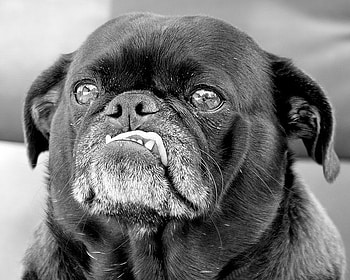 Pug_by_Woz1, dog, closeup, black, animals, eyes HD wallpaper