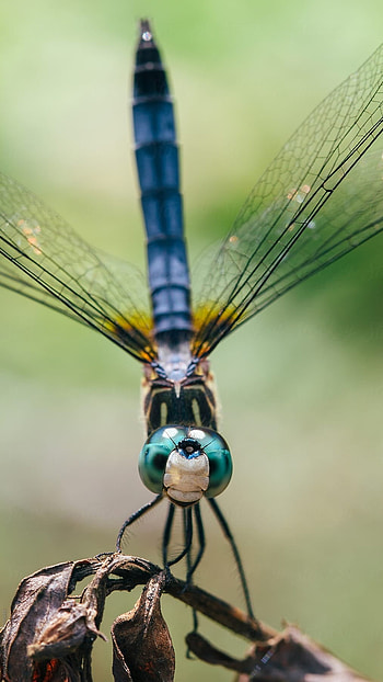 Dragonfly, Adorable Insect HD phone wallpaper