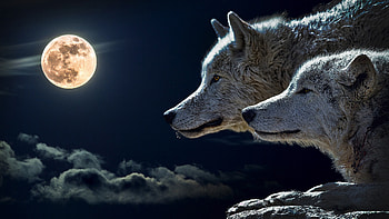 Couple, Wolves HD wallpaper
