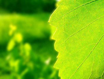 leafs, nature, simple, forest HD wallpaper