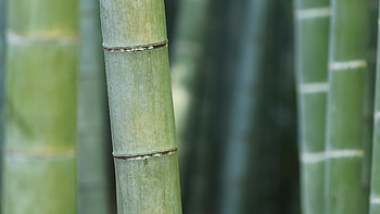 MX90 bamboo , Nature's beauty, Tranquil green, Serene tree HD wallpaper