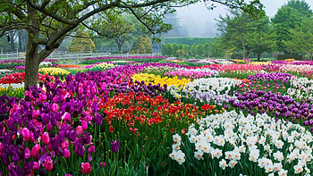 Longwood Gardens, Pennsylvania, spring, blossoms, park, trees, landscape, usa HD wallpaper