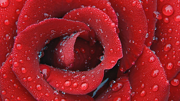 Plants, Flowers, Roses, Drops HD wallpaper