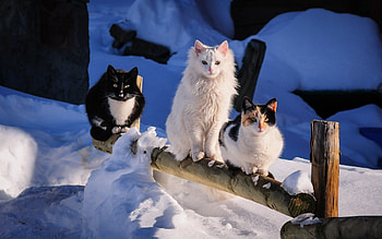 Snow, Winter, Animal, Cat, Cute, Cats HD wallpaper