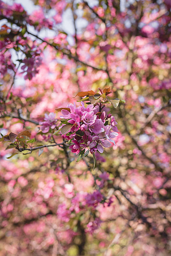 Flowers, Pink, Bloom, Flowering, Branch, Garden HD phone wallpaper