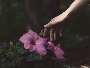 Flowers, Bush, Hand HD wallpaper