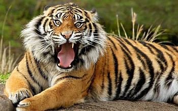 Animals, Grin, Muzzle, Tiger, Anger HD wallpaper