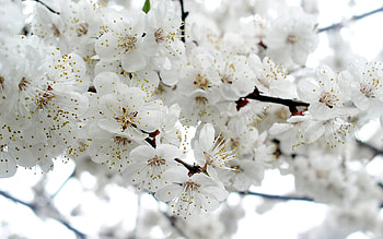 Flowers, Plant, Macro, Bloom, Flowering, Branch HD wallpaper