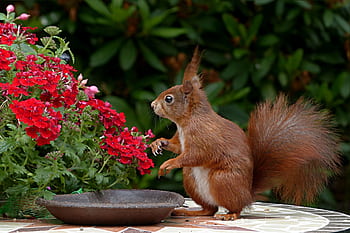 A red squirrel sits among vibrant red flowers, offering a charming glimpse into nature. HD wallpaper