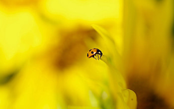 Nature, Background, Macro, Ladybug, Ladybird HD wallpaper