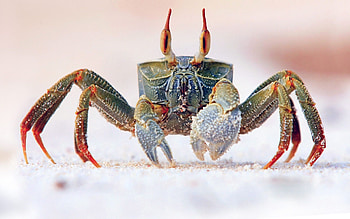 Horned ghost crab, Crabs HD wallpaper