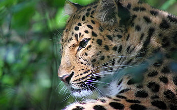 Animals, Leopard, Muzzle, Predator, Big Cat, Color HD wallpaper