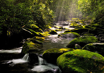 River Flowing, river, nature, forest, sunrise HD wallpaper