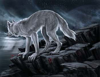the obea, white, obea, wolves, wolf HD wallpaper
