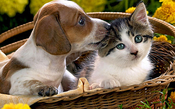 Animals, Cats, Dogs HD wallpaper