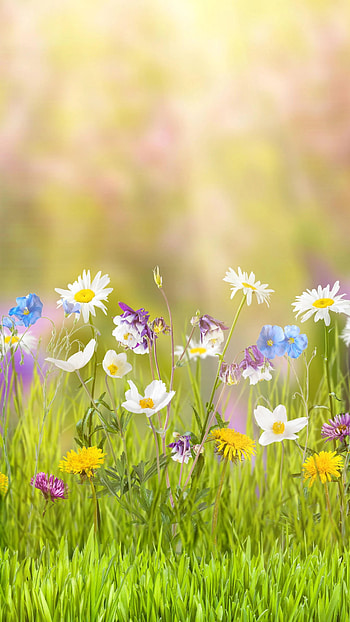 Spring vertical , Vertical beauty, Seasonal blooms, Nature's grace HD phone wallpaper