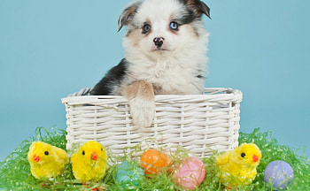 Dog, sweet, animal, dogs, cute, beautiful, puppys, puppy, pretty, animals, lovely HD wallpaper