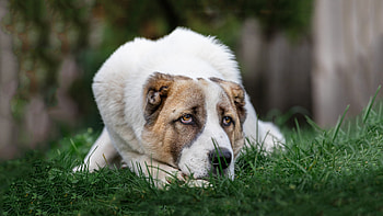 Engagement fr, Wuffkies vegane hundekekse, Alabai dogs, Animal engagement HD wallpaper