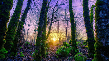 Bank of the Snohomish River - Washington State, trees, spring, sun, usa, sunrise HD wallpaper