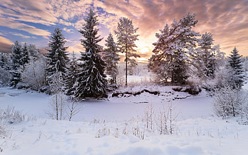 Winterland, Spruce, Winter, Trees, Snow HD wallpaper
