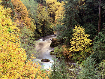 Nature, Rivers, Trees, Waterfall, Flow HD wallpaper