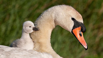swan, Baby swan birds, , Swan baby swan HD wallpaper