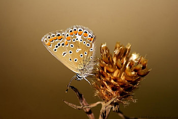 Golden, softness, graphy, , insects, grass, spring, summer, butterfly, abstract, animals, field, flower, close-up, nature, macro HD wallpaper
